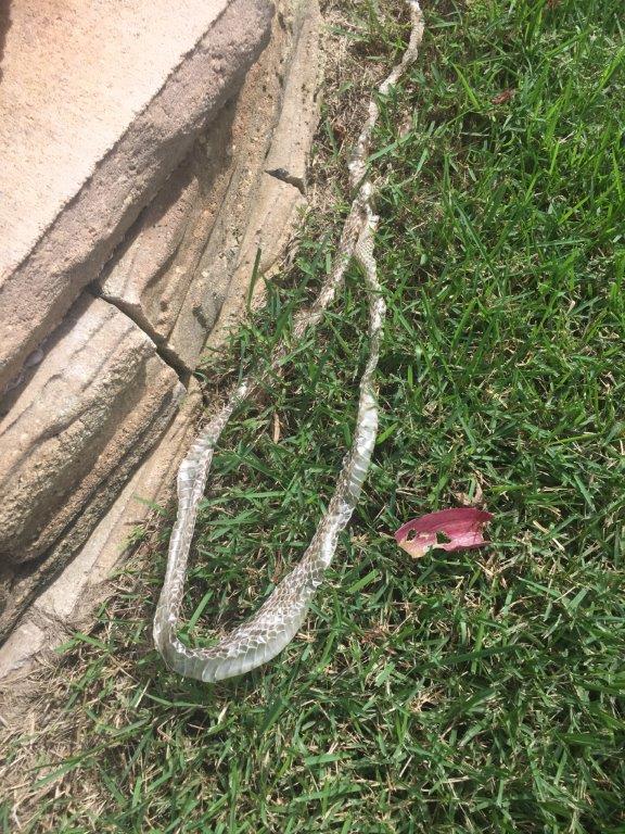Nassau County snake skin